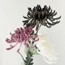 ���滨PU�ָ� ������ ��ʽ�廨 �Pβ���F�� �Ƶ�Y�����޻������