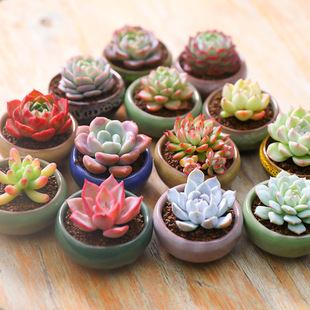Succulent Plants, Large Green Plants, Easy to Grow Indoor Green Plants, Flower Pots, Base Delivery, Lazy Novice Package