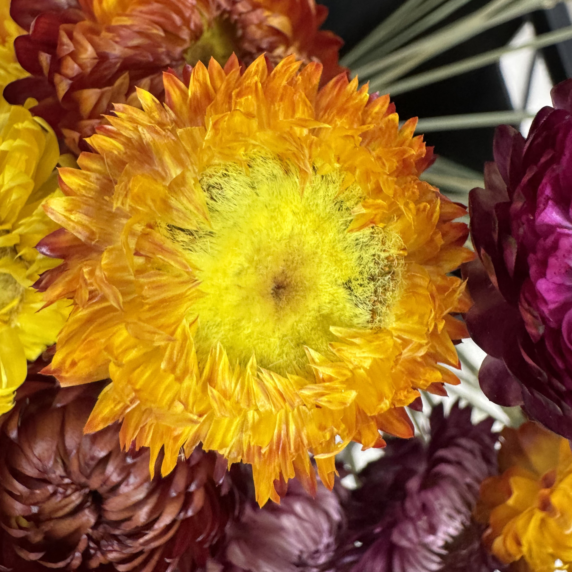 Flores secas naturales de trigo y chrysanthemum hechas a mano flores secas, flores secas de Yunnan, material de ramo grande al por mayor