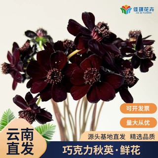 新鲜巧克力秋英鲜切花暗红色小众高级花材手捧花配花带香味鲜花