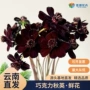 香味新鲜小众暗红色鲜切花