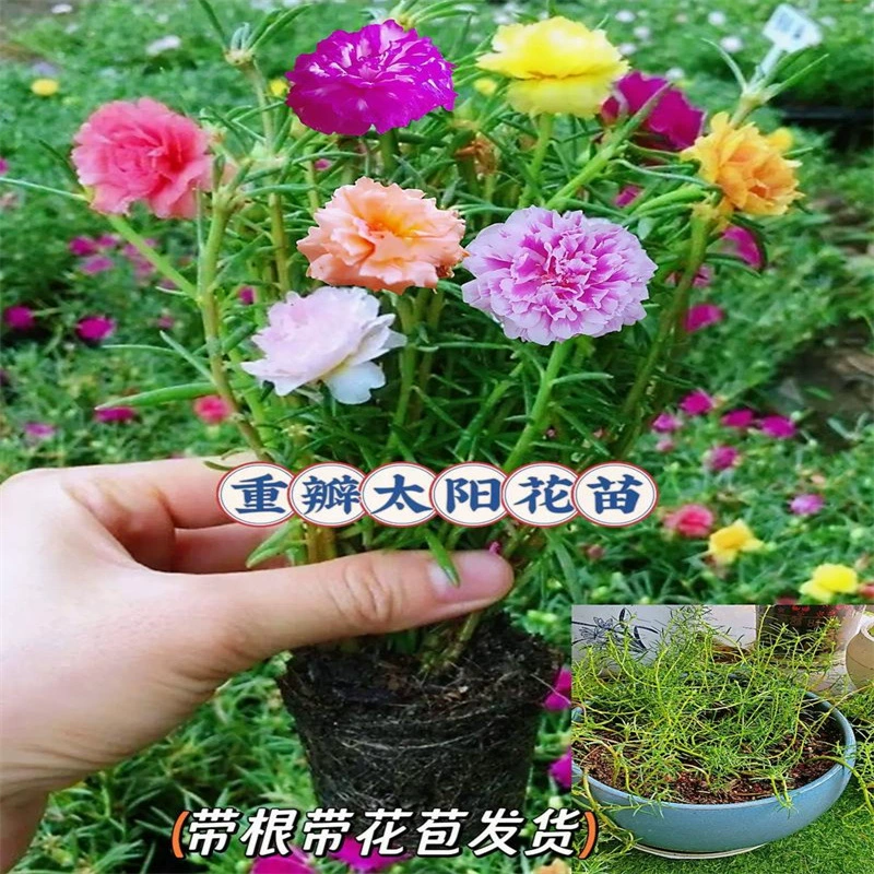 Двенадровые цветочные саженцы с двойными лепестками с корнями и бутонами Четыре сезона цветущие растения