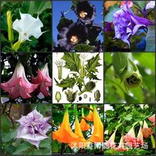 ���羳��؛�������_ ���N�� ����ͥԺ���@�Nֲ��ɫ��ɫ���Ļ��G��