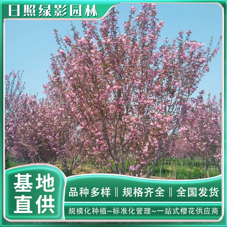 Гуаньшань сакуры саженцев деревьев Выращивание базы Зеленый сад теней 9 см Гуаньшань база цветения вишни цитата