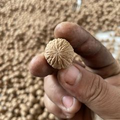 猴头核桃野生散籽金丝散珠子黑核桃尺寸大打孔皮厚手串男款高档