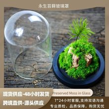 永生苔藓微景观办公室盆栽宿舍植物桌面生态瓶真植物客厅家居装饰