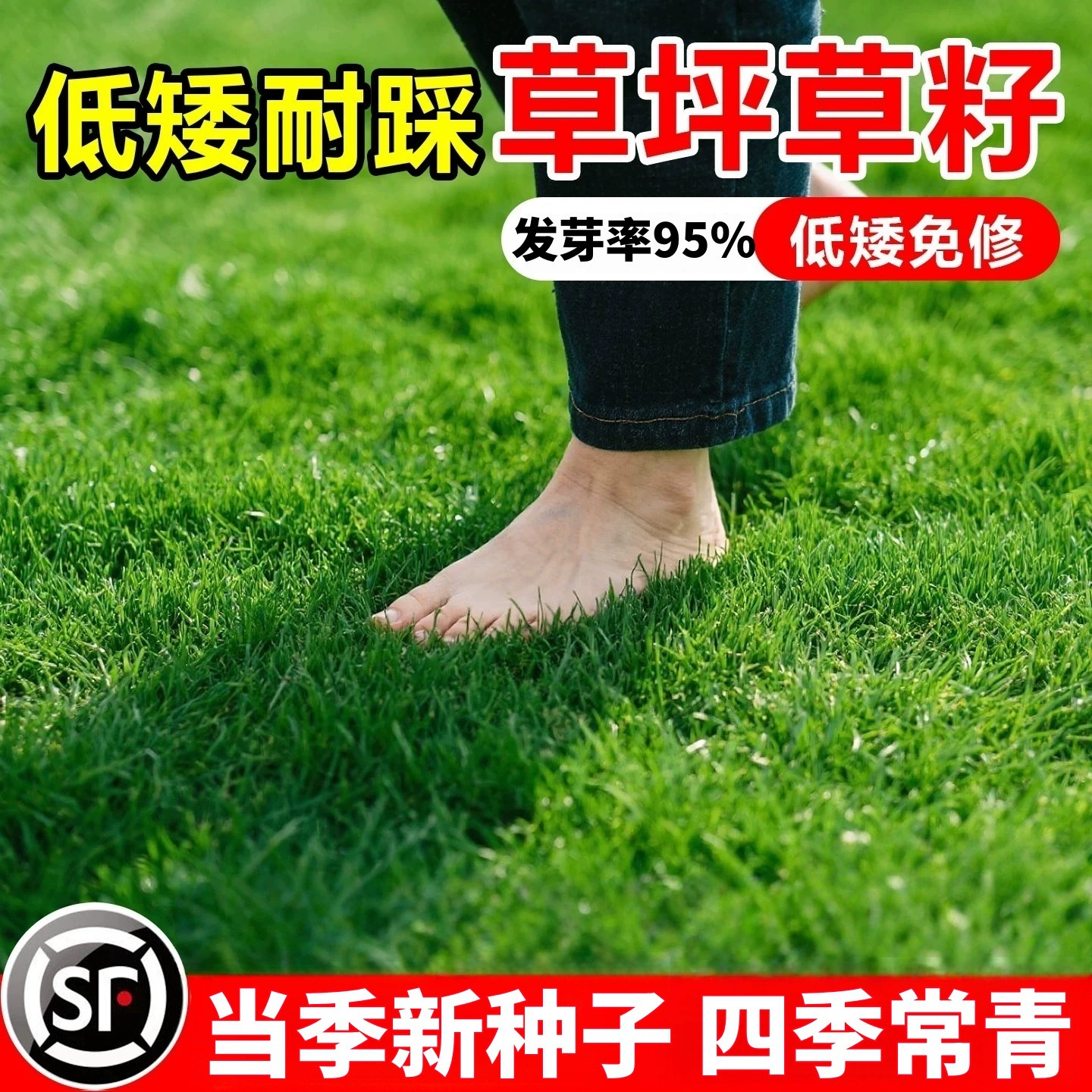 Семена травы с защитой от склонов, семена травы с собачьими зубами, гигантские всесезонные семена вечнозеленого газона, семена холодостойкой люцерны для двора, семена высокой люцерны