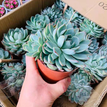 ������ֱ��������ֲ�����Ի����ֲ̨���������沼�� 120ˮɏ