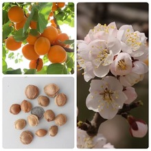 ���lɽ�ӷN��Ұ���Ӻ���������ľ�Ә�N�ӹ�ľN��