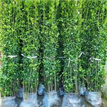 ���౱�����G�h�ͺ��L��ͥԺ�S������ļ�ֲ������f������~����