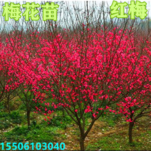 梅花树苗红梅腊梅绿梅树桩盆景美人梅榆叶梅小苗盆栽南北方种植