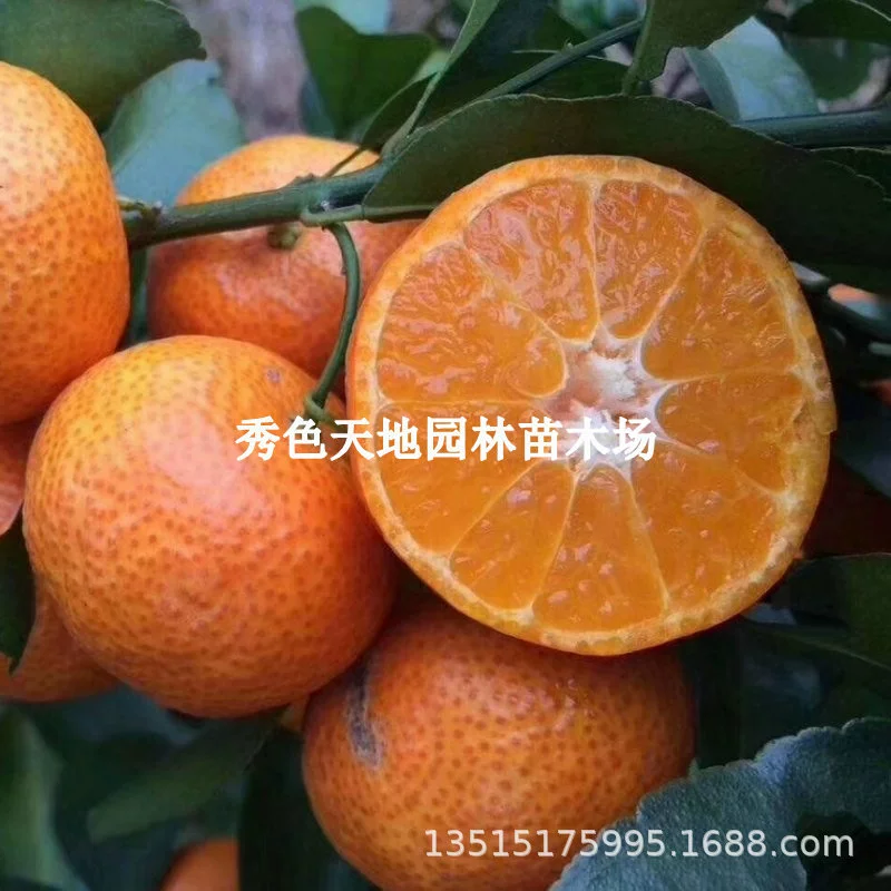 Посадка для рассады песчаных мандарин Посадка в горшке оранжевых рассады на юге и севере цитрусовых фруктовых деревьев привитых рассады сахарные Мандариновые рассады