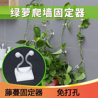 粘贴无痕挂钩绿萝爬墙固定器绿植固定器藤蔓绿藤攀爬贴墙式固定器
