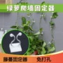 粘贴无痕攀爬绿萝挂钩
