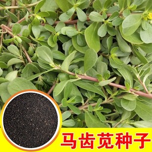 �G�R�X�{�N���߲˷N���ļ������ﶬ���Nֲ�߲���������߲˷N��