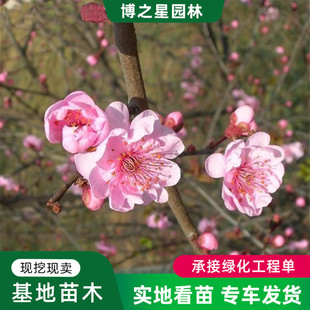�������l����÷����@�ֹ��̾G����ľͥԺ�^�p���Լ޽�����÷��