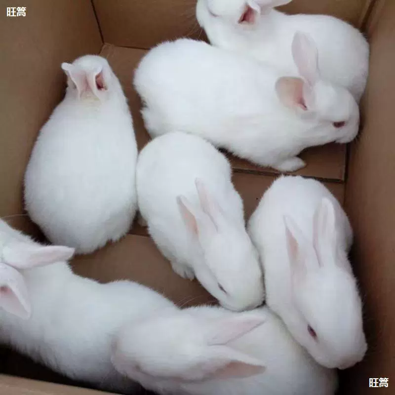 Маленький кролик, живой маленький кролик, белый кролик, маленький цветочный кролик. Польза. Мясные кролики можно разводить и съедобные домашние кролики