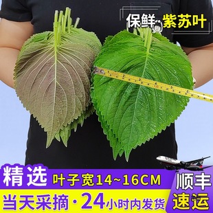 �|���K���~�������r�K�~���r���K�~ʳ�þGɫ�߲��n�G���K�r��