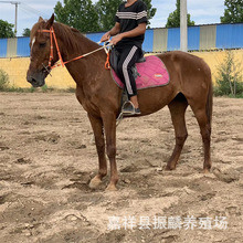 ���� �R �ɹ��R ���^�T���R�x����С���R ɽ�|�B�R��