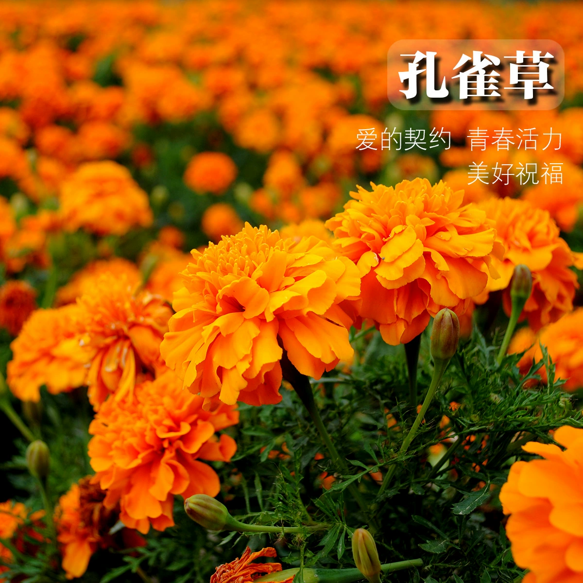 Павлин семена травы оптом проект озеленение декоративных цветов балкон двор горшечные цветочные семена маленькие календулы цветочные семена