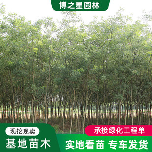 ���������ɽ�o�¹��̾G����ľ�е����c�Y�L�������~��ľ��֦����