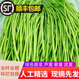 摘发篱蒿去叶茼蒿当季芦蒿新鲜黎蒿绿色蔬菜野菜藜蒿鲜嫩泥蒿