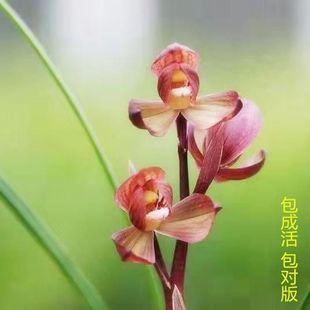 ʮ��Ʒ�m�����������Ї��t���҃��⻨�ܾGֲ�͏d���ԑ������F��