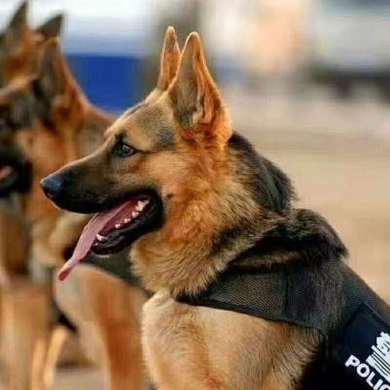 German Shepherd Flatback Curved Back German Shepherd Puppy Large Wolf Dog Guard Dog Live Border Collie Pet Dog Shepherd Dog