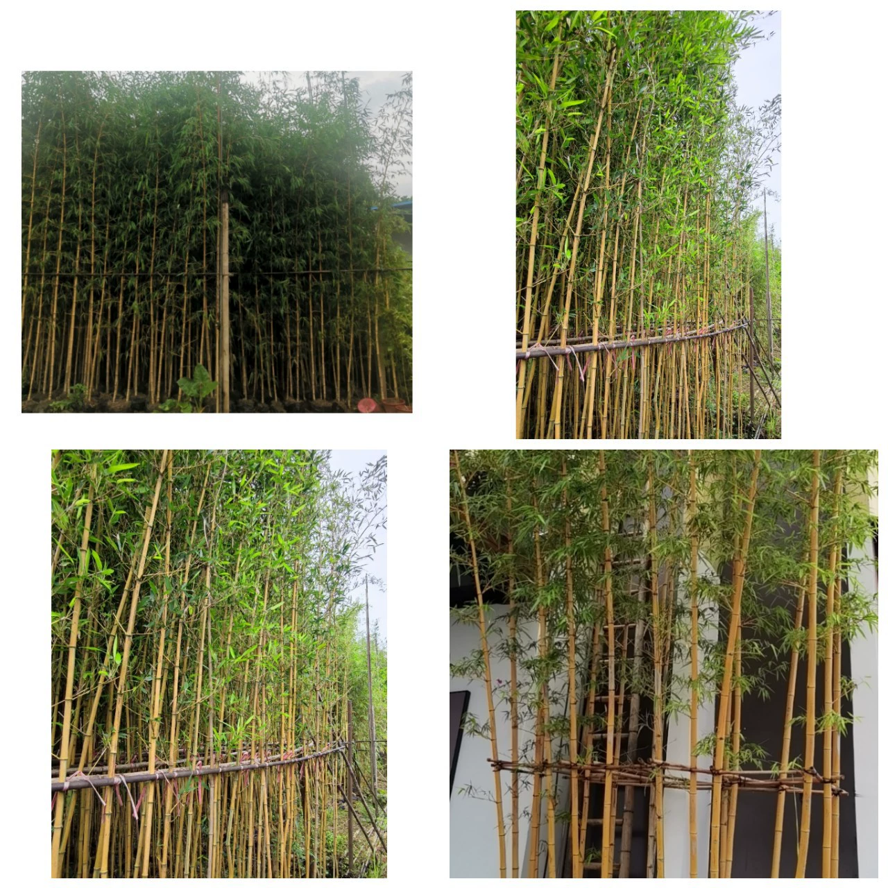 Бамбук для рассады, для озеленения двора, малый шелковый бамбук, золотой нефритовый декоративный бамбук, бамбук Луохан