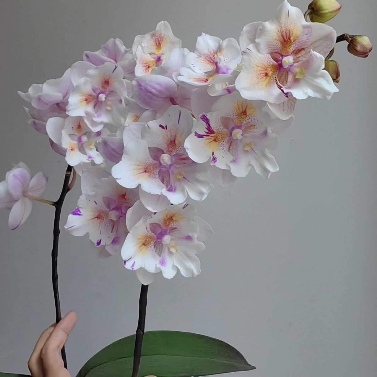 Large Butterfly Orchid Seedlings Indoor Potted Plants 4