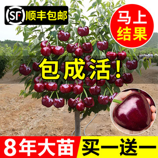 ܇���Ә�����Ҙ����Ե����Ϸ�����ͥԺ�Nֲ��������Ҙ�����