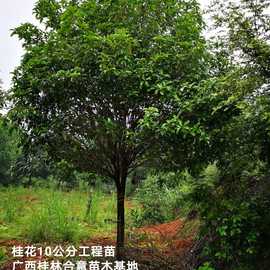 广西桂林桂花树8-10公分，桂花树价格金桂，基地直销13807732002