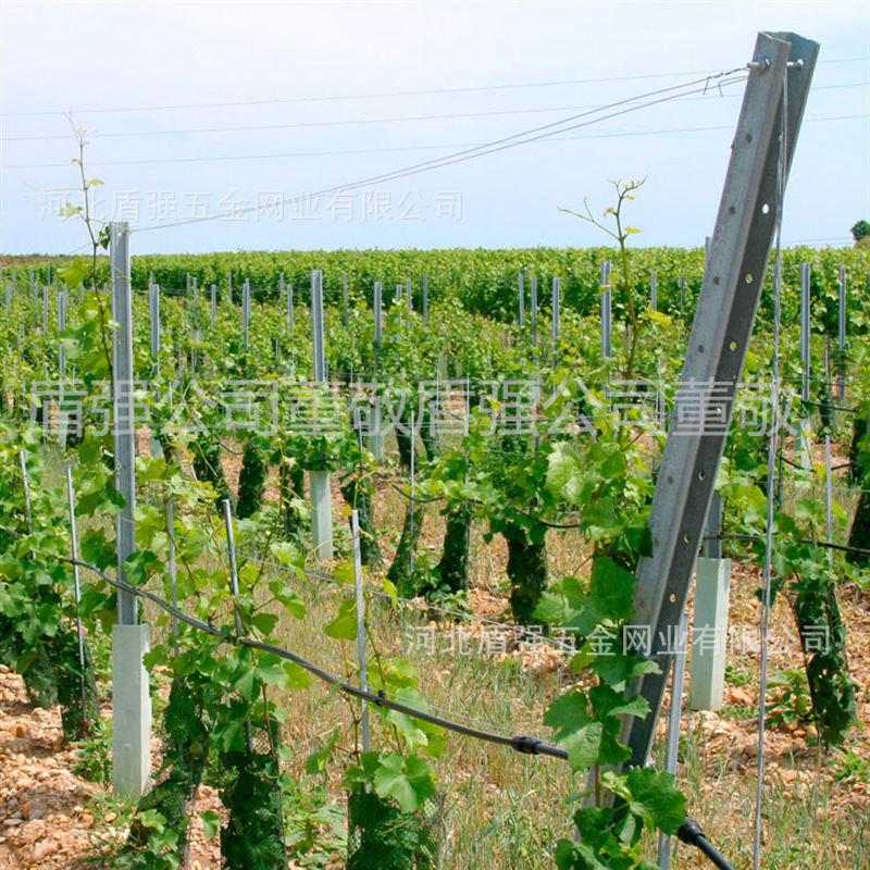 河北省秦皇岛市U型金属葡萄架杆金属架子葡萄立柱 替代水泥柱