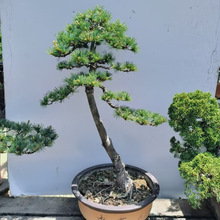 五针松盆景型绿植盆栽庭院地栽造景常青植物日本五针松实物挑选