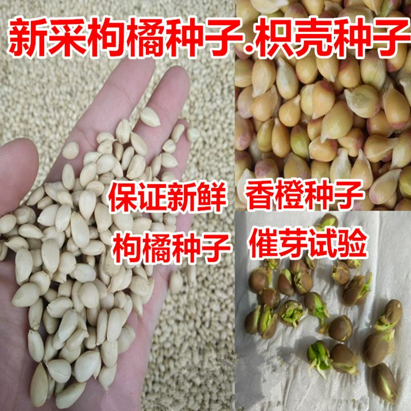 2022 Недавно залитые Семена Лайчи Апельсина Fructus Aurantii Семена Лайчи Оранжевый Забор Семян Подвоя Семена Деревьев