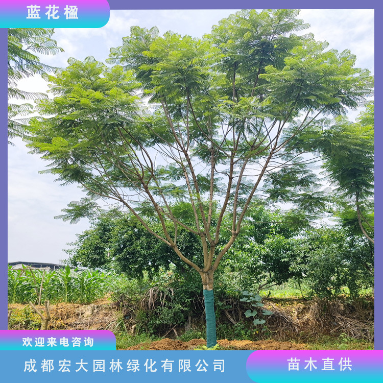 批发蓝花楹工程绿化庭院种植行道树观赏植物10至18公分蓝花楹树