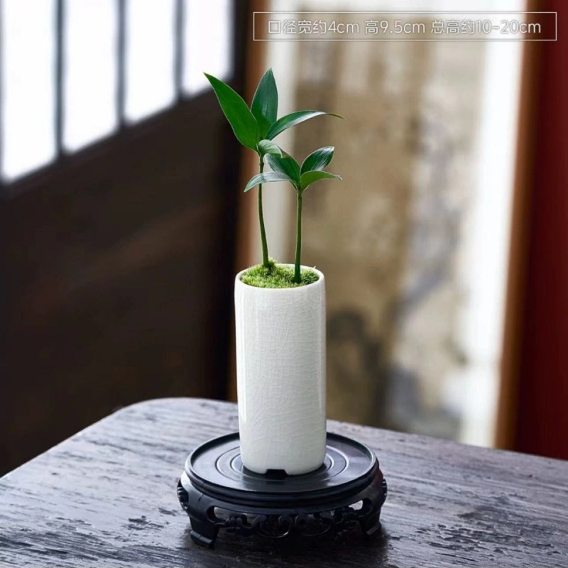 ミニ竹とモミの盆栽、小さな鉢植えの蚊よけ植物、屋内花、オフィスのデスクトップ、オールシーズン緑の植物を育てやすい|undefined