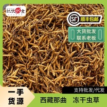 西藏那曲干草干货虫草10根20根礼盒冻干批发断草冬蟲冬虫夏草
