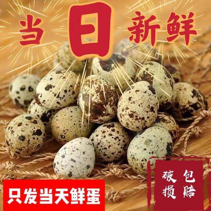 鹌鹑蛋生的批发素生蛋孕妇宝宝辅食正绿色农家杂粮喂养现捡现发|ru
