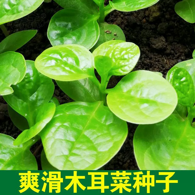 Семена бамии с крупными листьями, овощи тофу с толстым мясом, семена небольших зеленых овощей, семена овощей для четырехсезонного балкона в горшках.