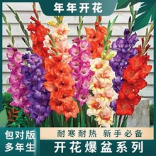 mN ѷNԻͺļ׻׷NܷN