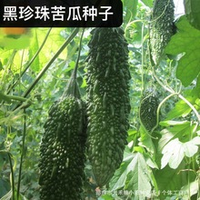 【黑珍珠苦瓜种子】黑妃苦瓜种籽黑色苦瓜种子大肉苦瓜绿苦瓜种子