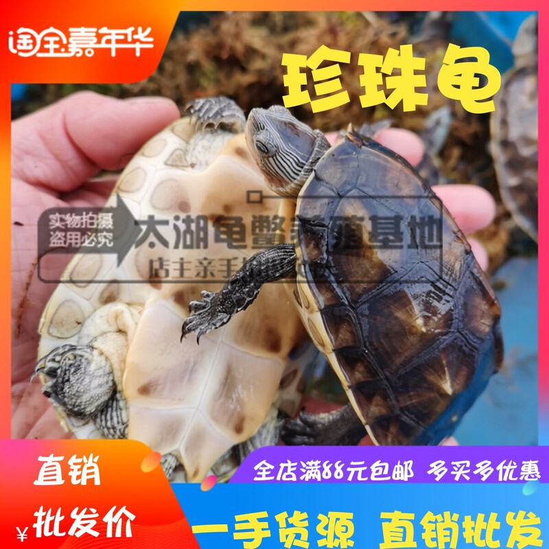 Live Pond Pearl Turtles, Pet Flower Turtle Hatchlings, Chinese Flower Turtles, Taiwanese Grass Turtles, Hybrid Pet Ornamental Turtles, Water Turtles Live Pond Pearl Turtles, Pet Flower Turtle Hatchlings, Chinese Flower Turtles, Taiwanese Grass Turtles, Hybrid Pet Ornamental Turtles, Water Turtles