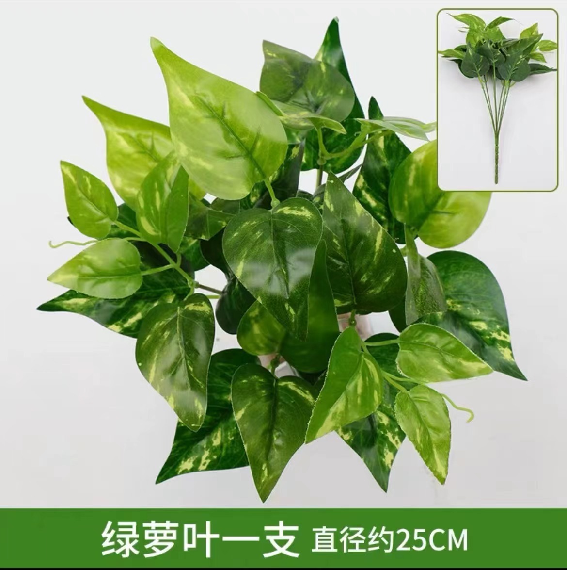 Pothos leaves