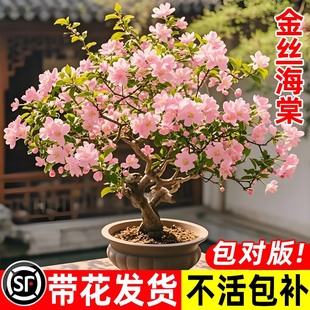 ���z���Ļ������r���ļ������辰�Ϙ�����ֲ���҃Ȼ��Gֲ�滨����