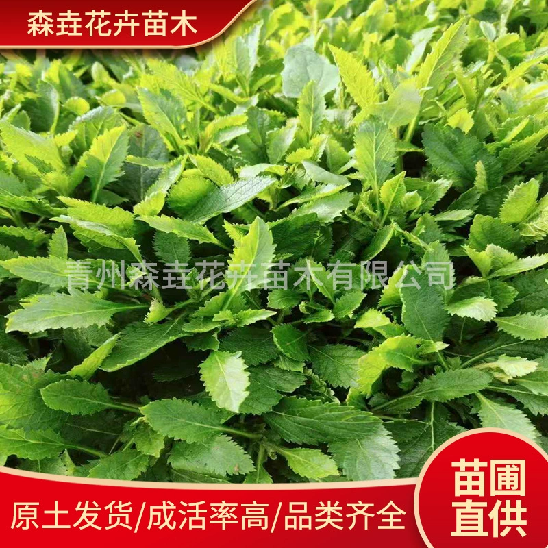 Вербена, цветок морской пейзаж многолетняя вербена, Цинчжоу цветок многолетний рассада вербены