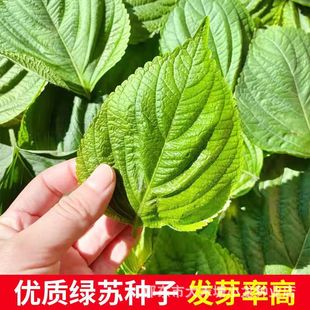 �G�K�ӷN���K���~�N���Ӗ|����ʳ�ô����ļ��Nֲ�߲�Ұ�˷N��