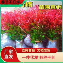 һlt~ʯt^ľɭŮؑGtͥԺֲhľ