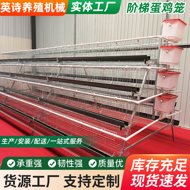 tres pisos de cuatro puertas escaleras huevo de gallina de ponedora equipos de cría de gallinas de ponedora tipo laminado huevo de gallina de ponedora automática