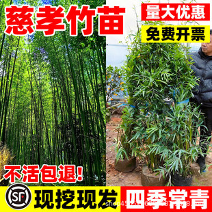 ��Т����ͥԺ�������Ә��������쾰�^�Gֲ���b����Ӻ��B�ļ�����